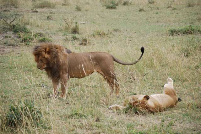 Inmigrantes ilegales por un rato, mas leones enamorados y muchas flores - Regreso al Mara - Kenia (29)