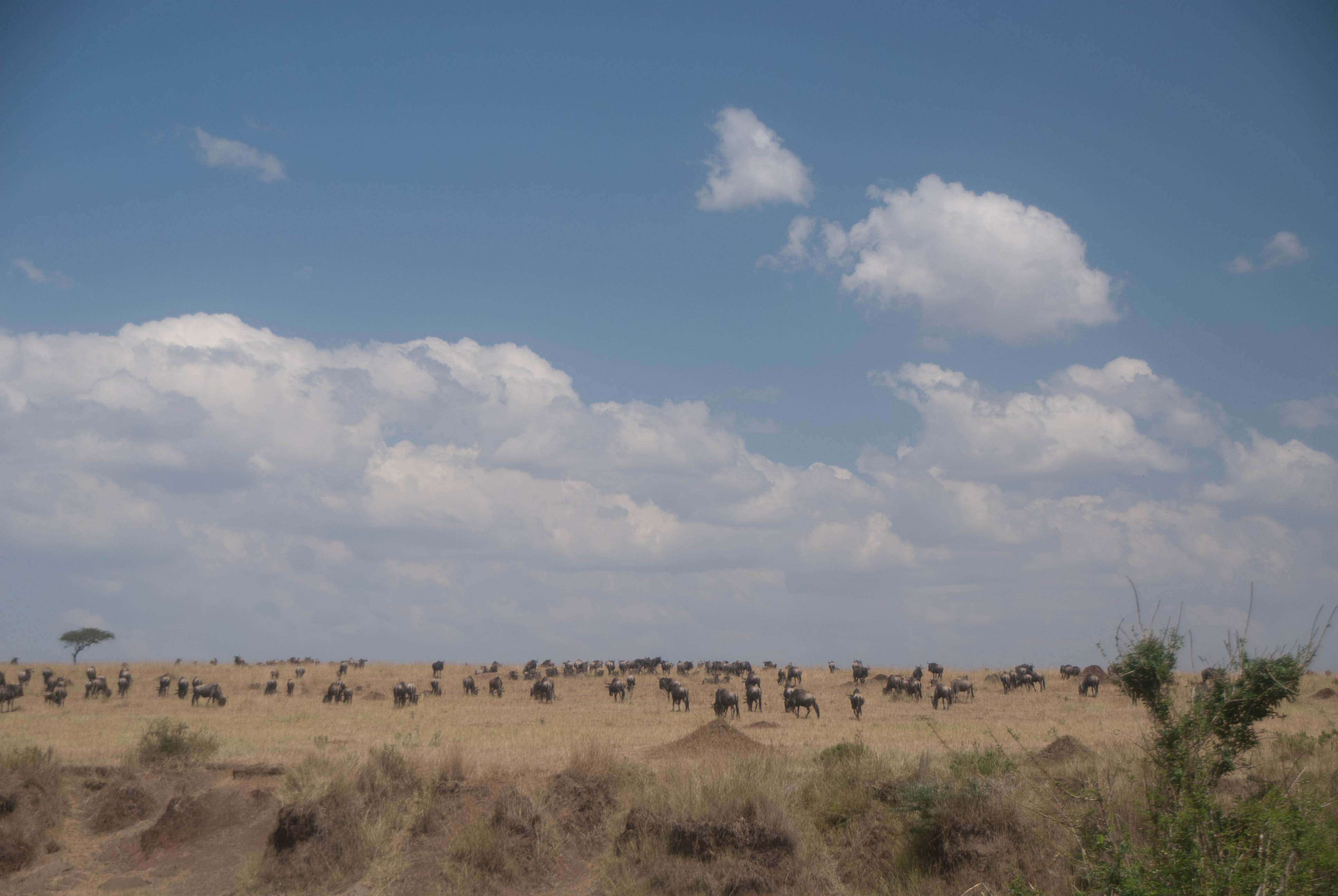 Regreso al Mara - Kenia - Blogs de Kenia - El mercado masai, un intento fallido de ver el cruce y algunas mariposas (2)